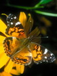 butterfly_6