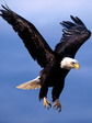 eagle_5