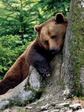 brown_bear_9