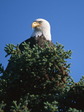 eagle_10