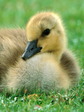 duckling_1