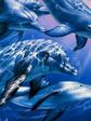 dolphins