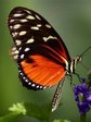butterfly_5