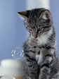 cat_02