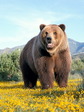 brown_bear_8