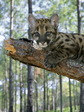 cat_17