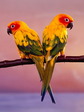 bird_9