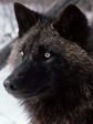 black_fox