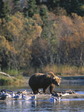brown_bear
