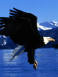 eagle_1