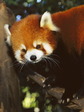 animals_5