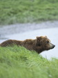 brown_bear_2