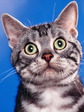 cat_10
