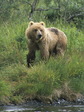 brown_bear_3