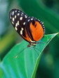 butterfly_3