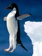bird_2