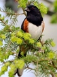 bird_3