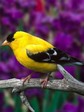 bird_4