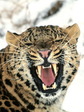 cat_04