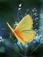buterfly
