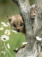 cat_13