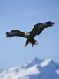 eagle_2