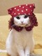 КОТЯ ХАЛОСАЯ