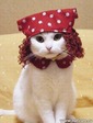 КОТЯ ХАЛОСАЯ