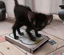 КОТЯ ЗЛАЯ...