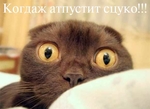 cat-sc