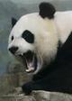 070706_panda_zoo_02