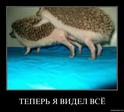 Ежики
