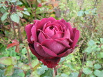 IMG_5501