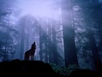 Warming_Up_for_the_Night_s_Howl_-_Gray_Wolf[1]