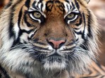Indian_Tiger[2]