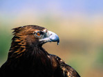 Agle[1]
