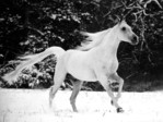 White_Horse[1]