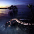 Rattlesnake[1]