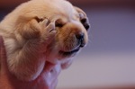 пусик)
