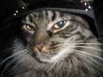 котэ