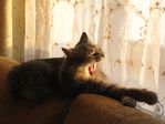 IMG_0009
