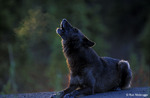 BLACK_WOLF_HOWL_LAY