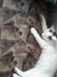 IMG0008A