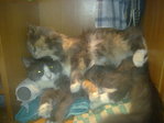 20102009046