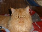 Мой котенок!! 6 мес