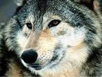 wolfs_027