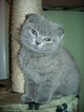 Клеопатра