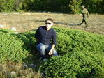 можевельник вроди бы