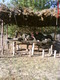 DSC00793