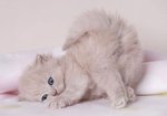 мой любимый пушистик=)